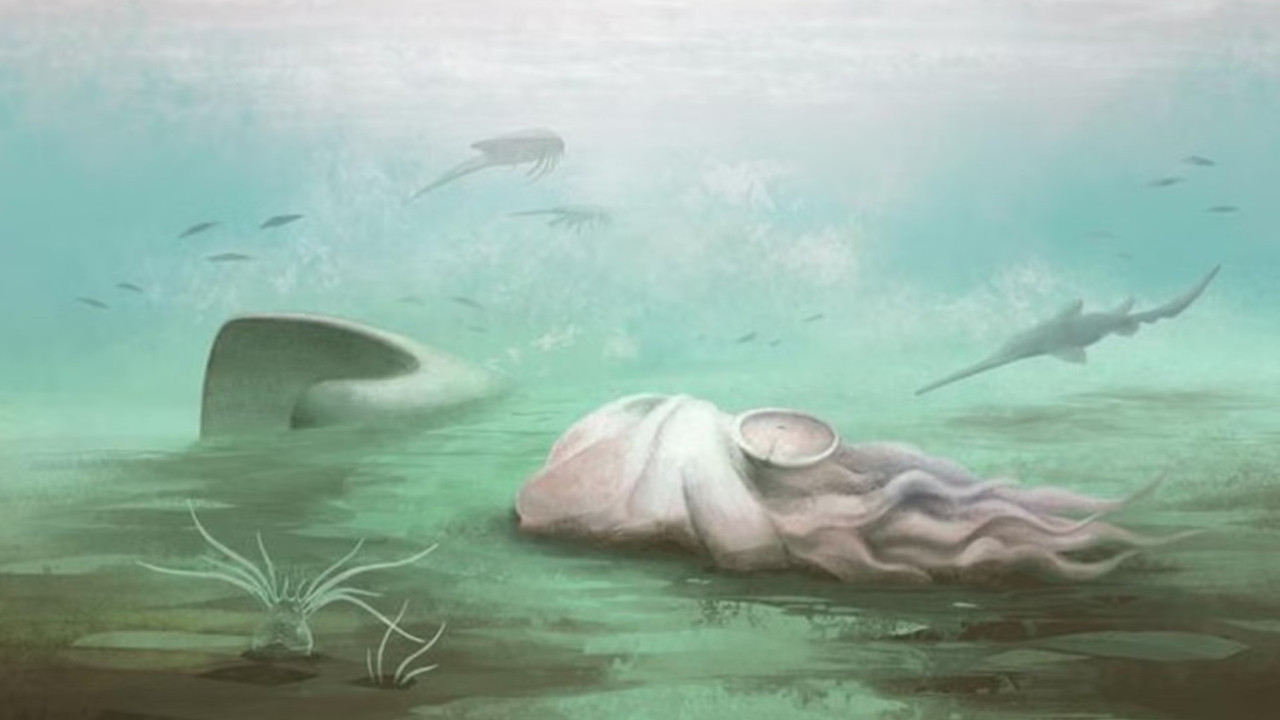 'Dünyanın en eski ahtapotu' aslında ahtapot değilmiş