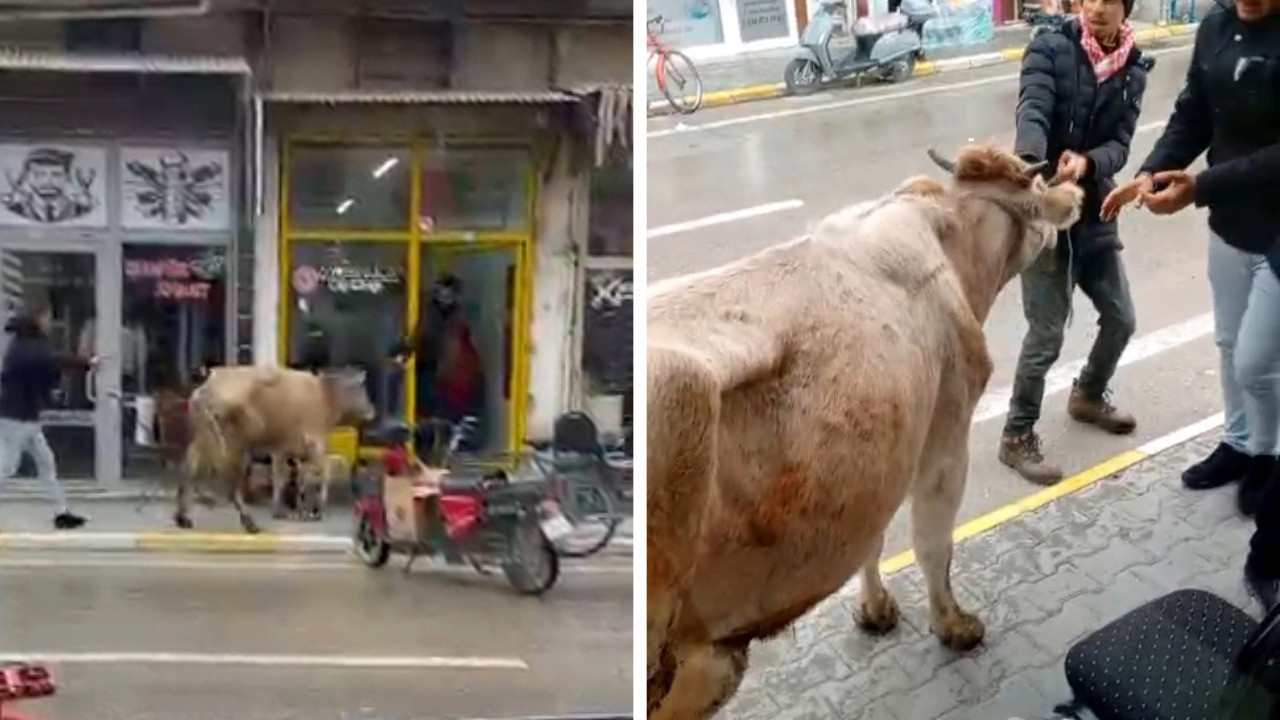 Kaçan inek çarşıyı birbirine kattı