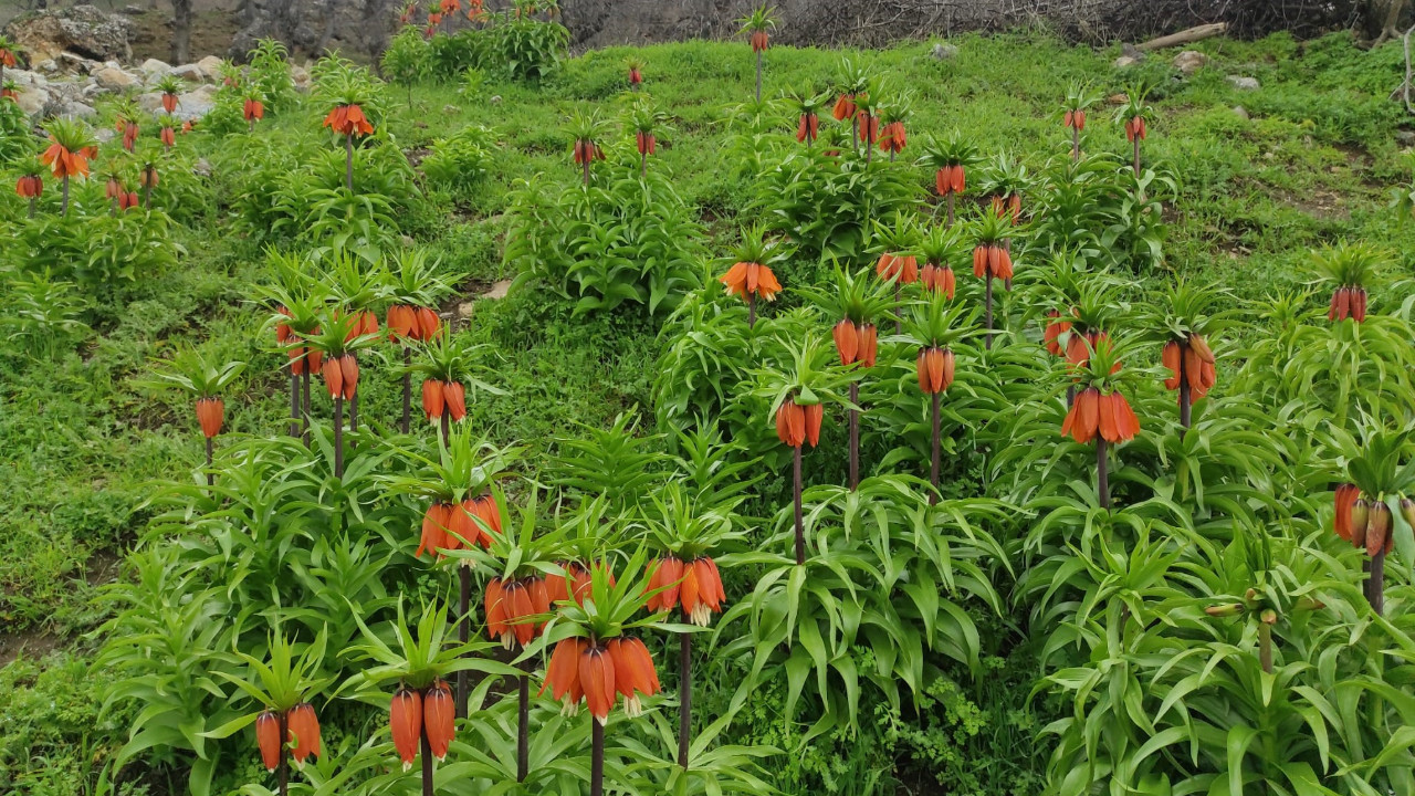 “Kerbela çiçeği”nin 20 günlük ömrü başladı: Koparanlar yandı…