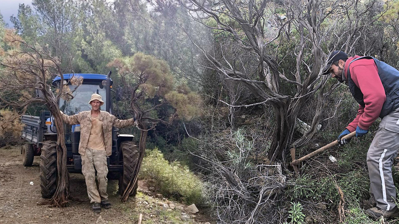 Kuru geven köylünün gelir kaynağı oldu