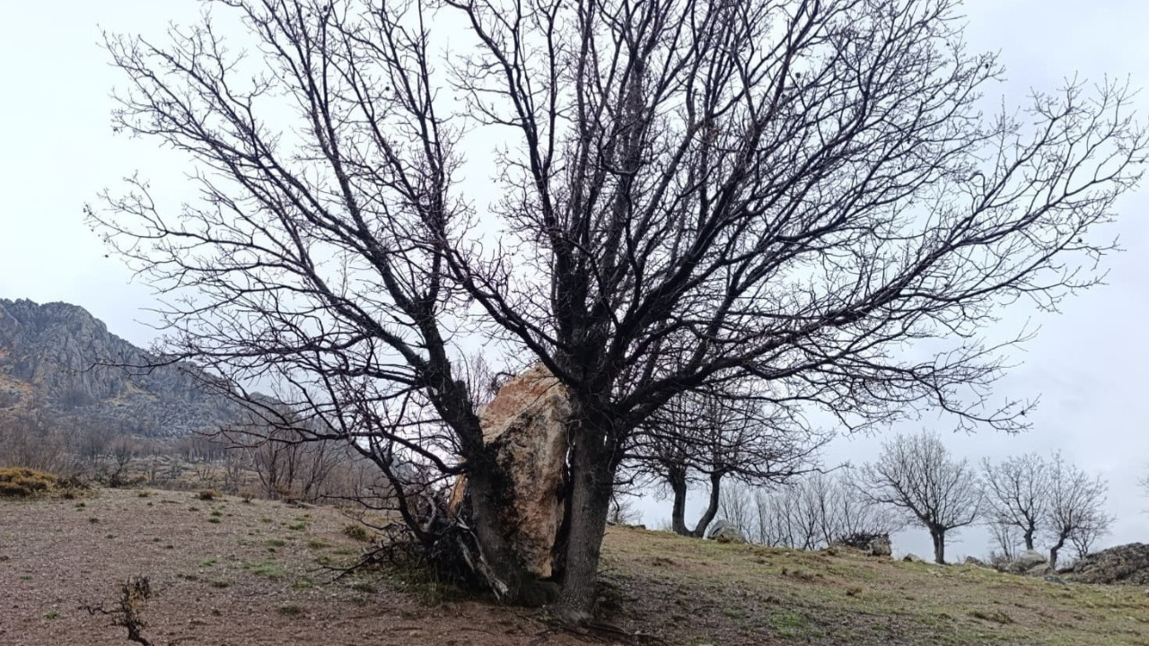Felaketi ağaç önledi