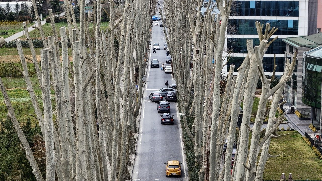İstanbul’un tarihi çınarlarına budama, tartışma başlattı