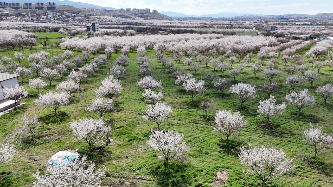 Kayısı iklim riskiyle karşı karşıya