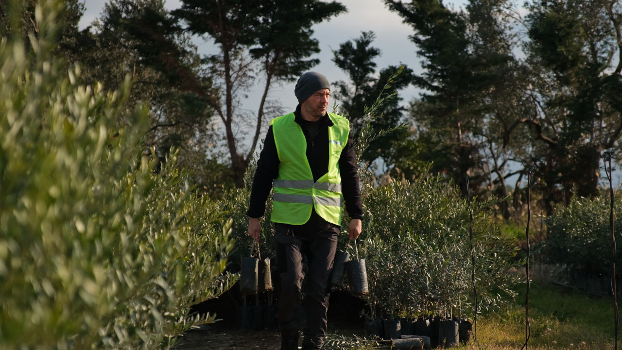 Ağaç Adam'ın hedefi 1 milyon zeytin fidanı