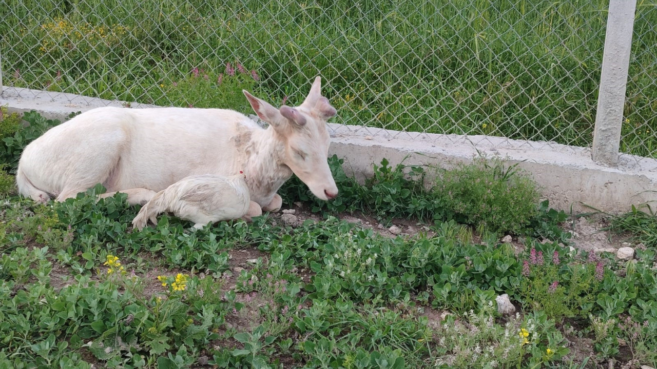 Alageyik bahçeye geldi: Görenler hayran kaldı