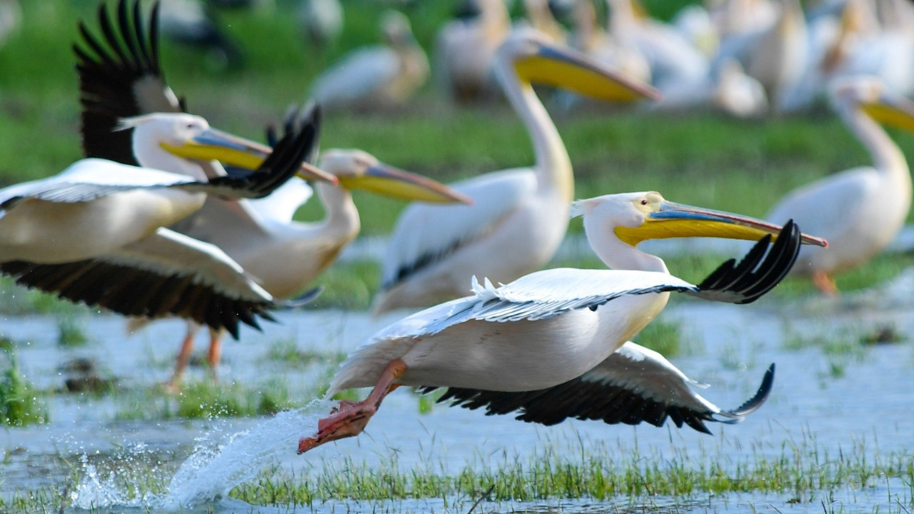 Göç yolundaki pelikanlar Boğazköy Barajı’nda görüntülendi