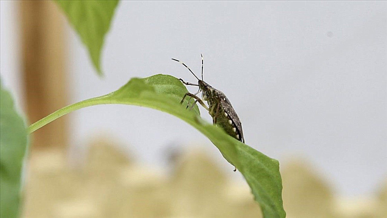 Kahverengi kokarcaya karşı 1 milyon 650 bin samuray arısı doğaya salınacak