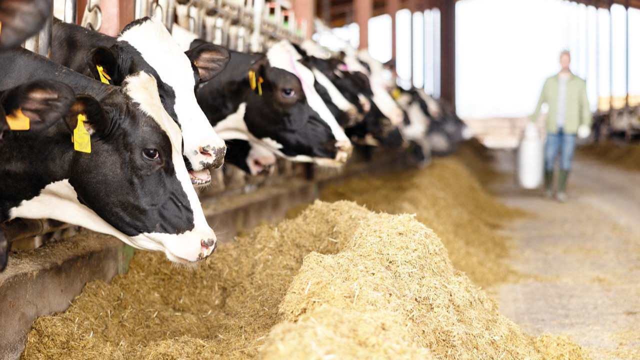 Korku içindeyiz usandık artık