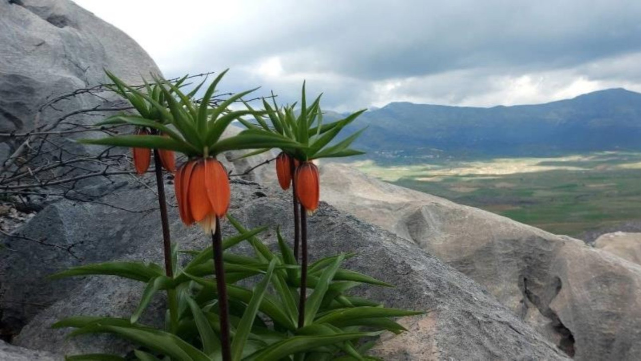 Bu çiçeğe dokunan yandı: 700 bin lira ceza tehlikesi taşıyor