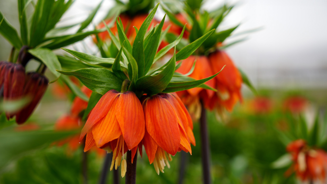 20 gün yaşıyor, koparan 700 bin TL ödüyor