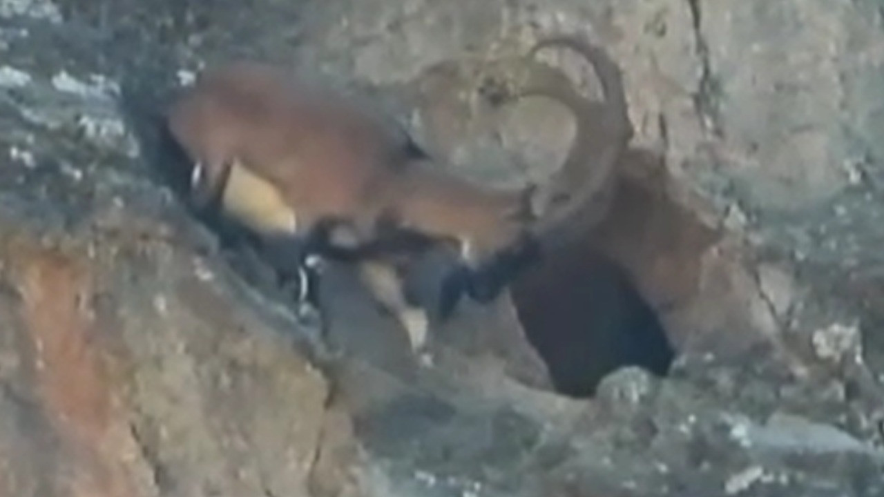 Dağ keçisi şaşkına çevirdi! Dev boynuzlarıyla dar mağaraya böyle girdi