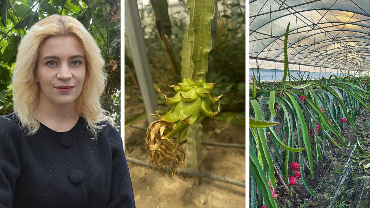 Genç mühendis adayından yapay zekalı sera