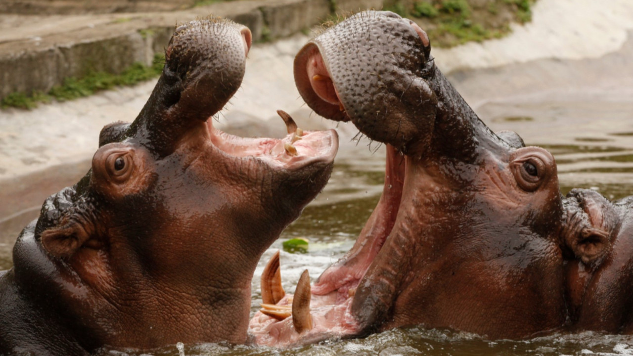 Escobar'ın su aygırları itlaf edilecek