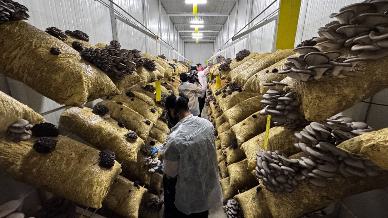 Hobi başladı, tesise dönüştü: Avukatken mantar üreticisi oldu