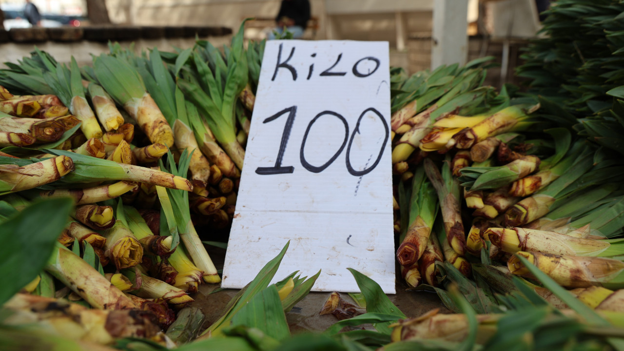 “Doğal antibiyotik” dağda kendiliğinde yetişiyor: Kilosunu 100 liraya satıyorlar