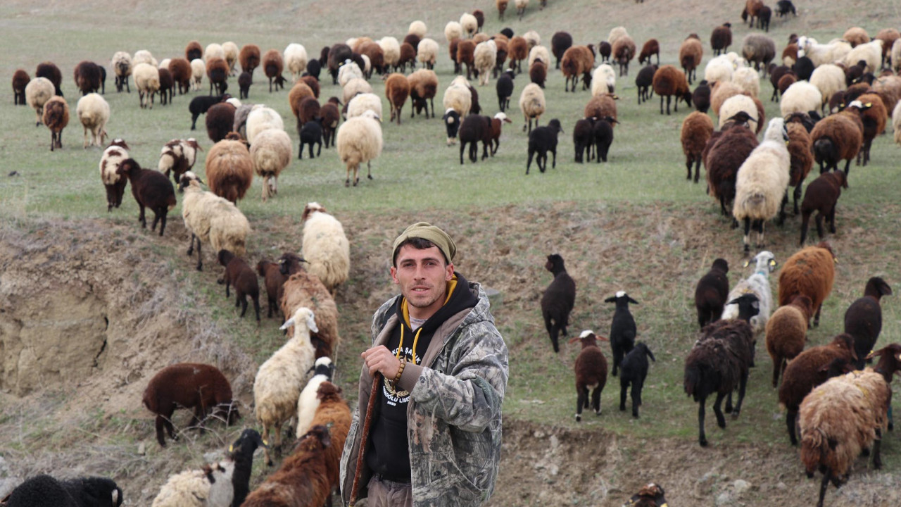 Yeni nesil çoban: Oturduğu yerden sürüyü topladı