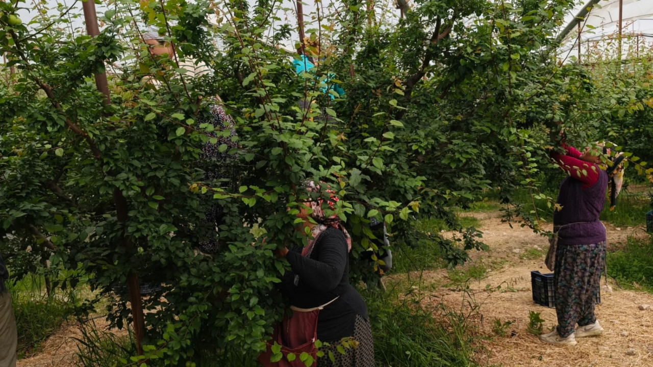 Hasat dönemi başladı: Kilo fiyatı 10 bin liradan 200 liraya düştü