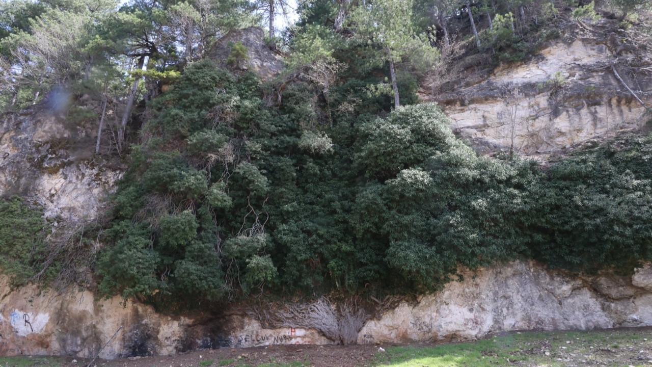 Türkiye’nin en yaşlı ikinci canlısı baharla yeniden canlandı