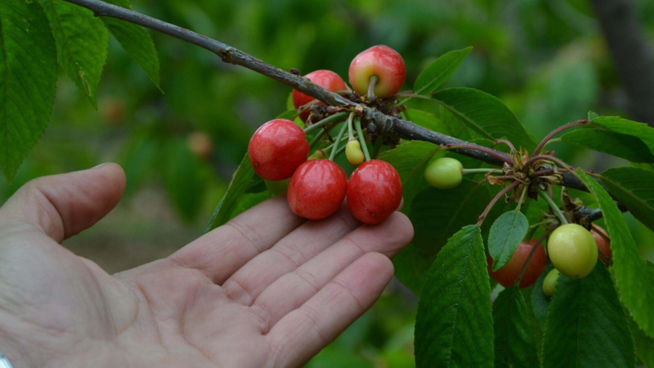 Manisa’da ‘kırmızı altın’ hasadı başladı: Fiyat dudak uçuklattı