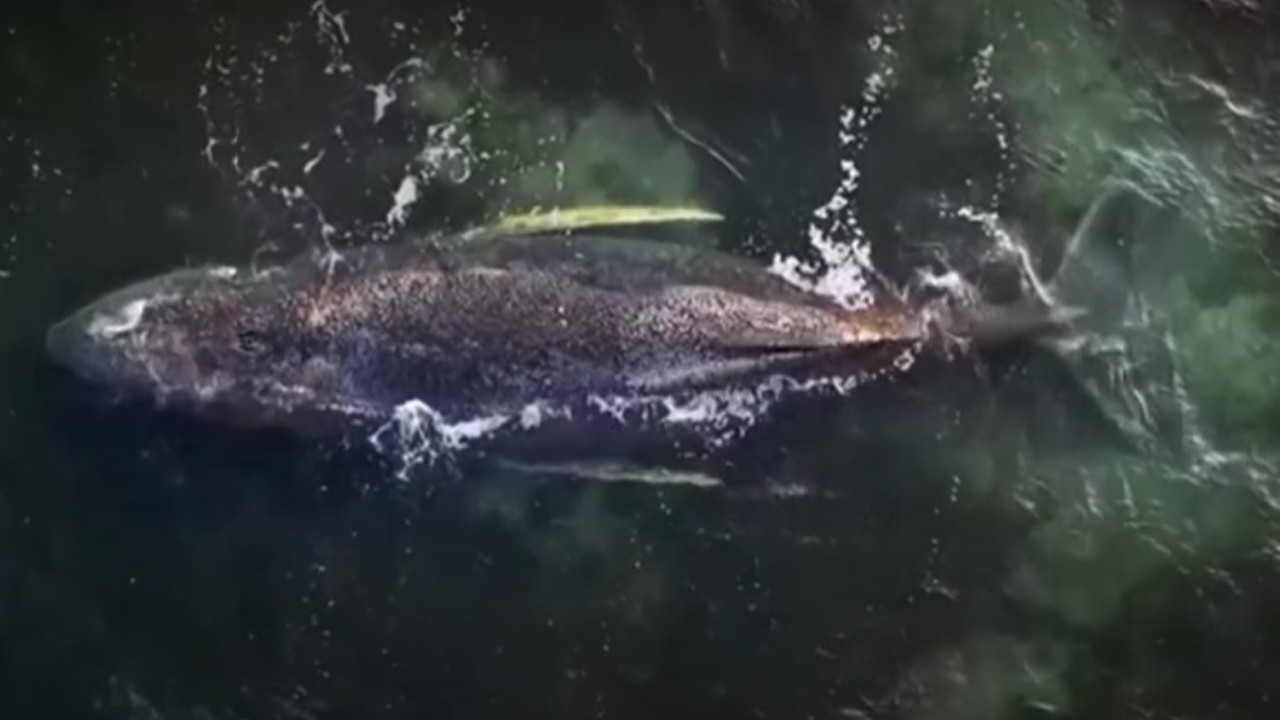 Yaşam mücadelesi veren Timmy için son umut: Milyonerler seferber oldu