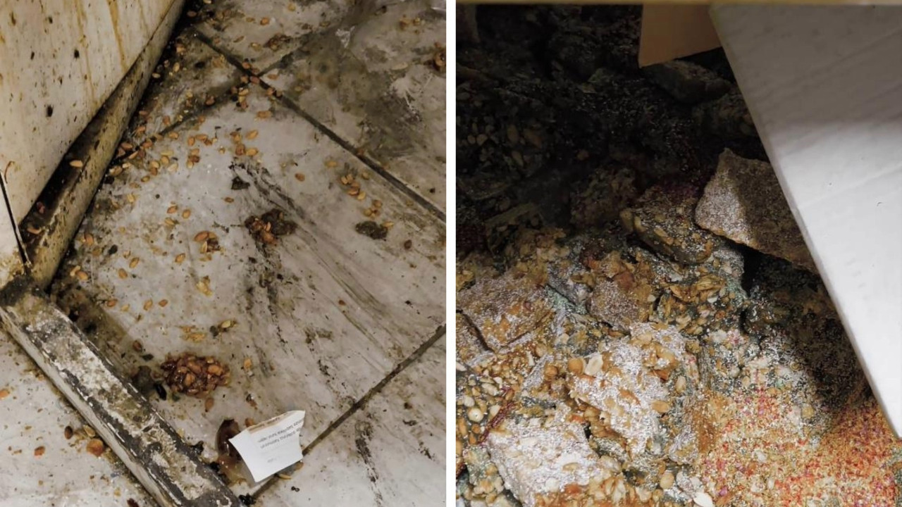 Kokuyu takip eden zabıta mide bulandıran görüntüyü ortaya çıkardı