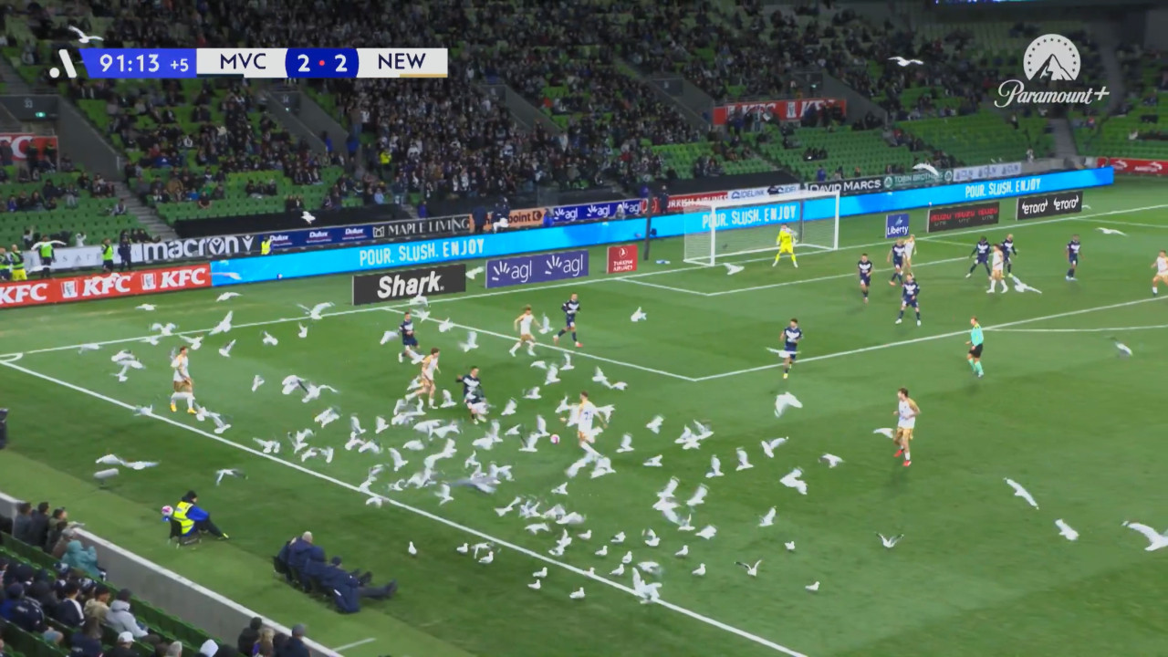 Martı sürüsü sahayı bastı, maç durdu