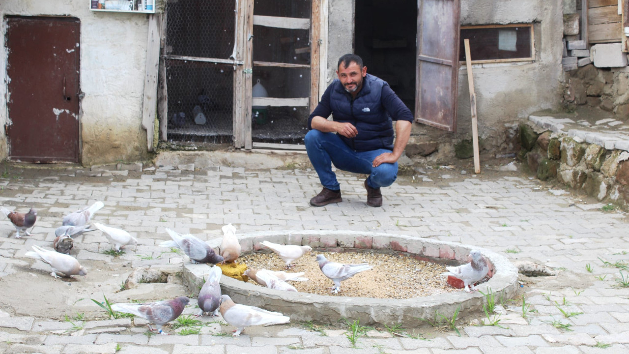 35 yıllık tutkuya hobi olarak başladı: 215 güvercin sahibi oldu
