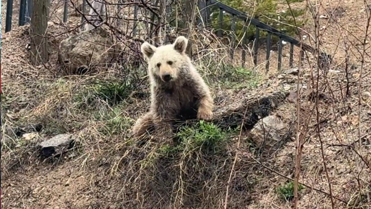 Aç kalan yavru ayıyı elleriyle beslediler