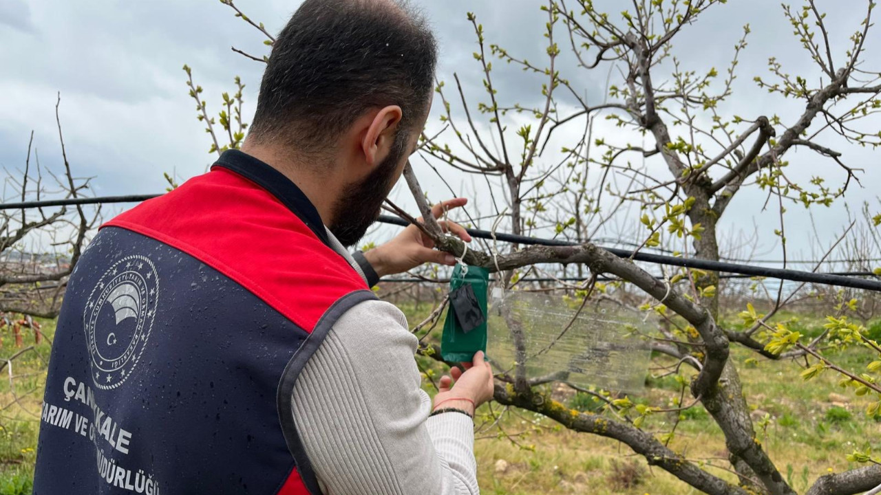 Çanakkale’de kahverengi kokarca için tuzaklı takip başladı