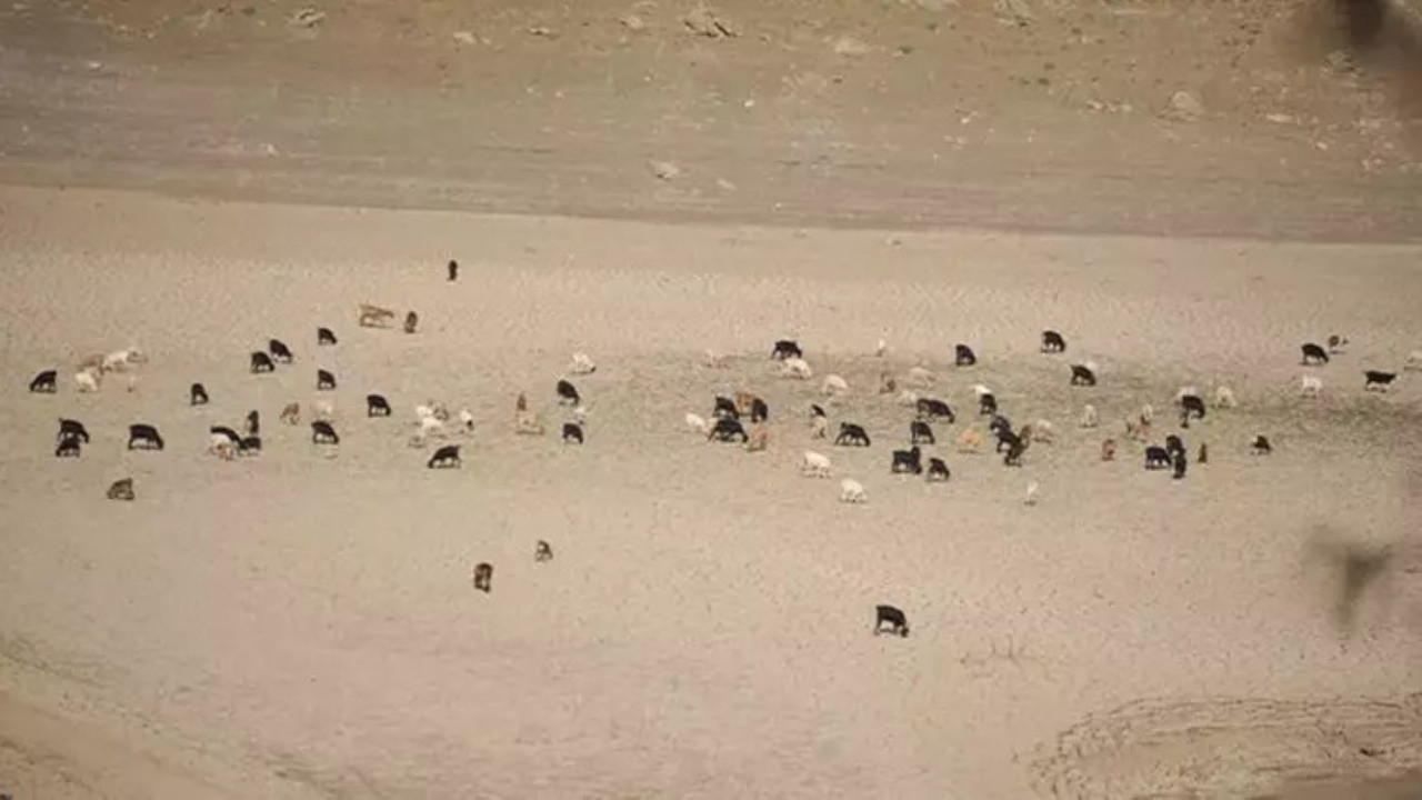 Koyunlar otlar hale gelmişti: Baraj yeniden hayat buldu