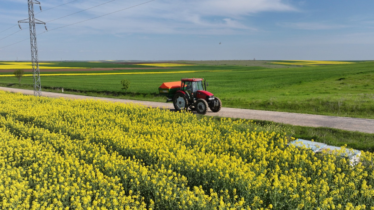 Kuraklık nedeniyle artık ayçiçeği yerine o bitkiyi ekiyorlar
