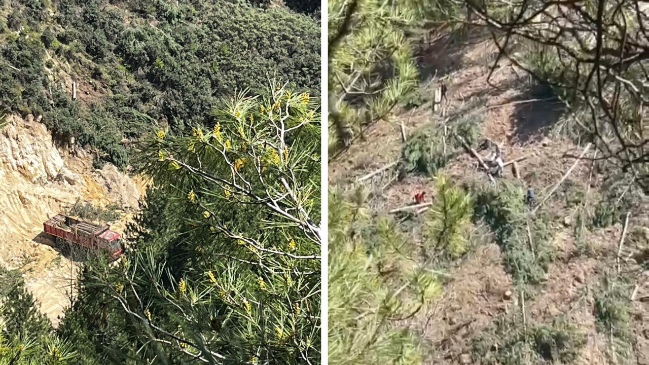 Maden aramak için 754 ağaç kestiler