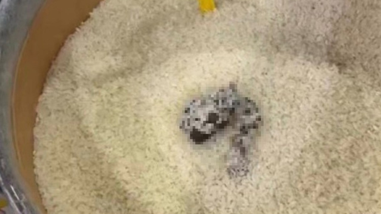 Markette skandal görüntü! Pirinçten kedi dışkısı çıktı