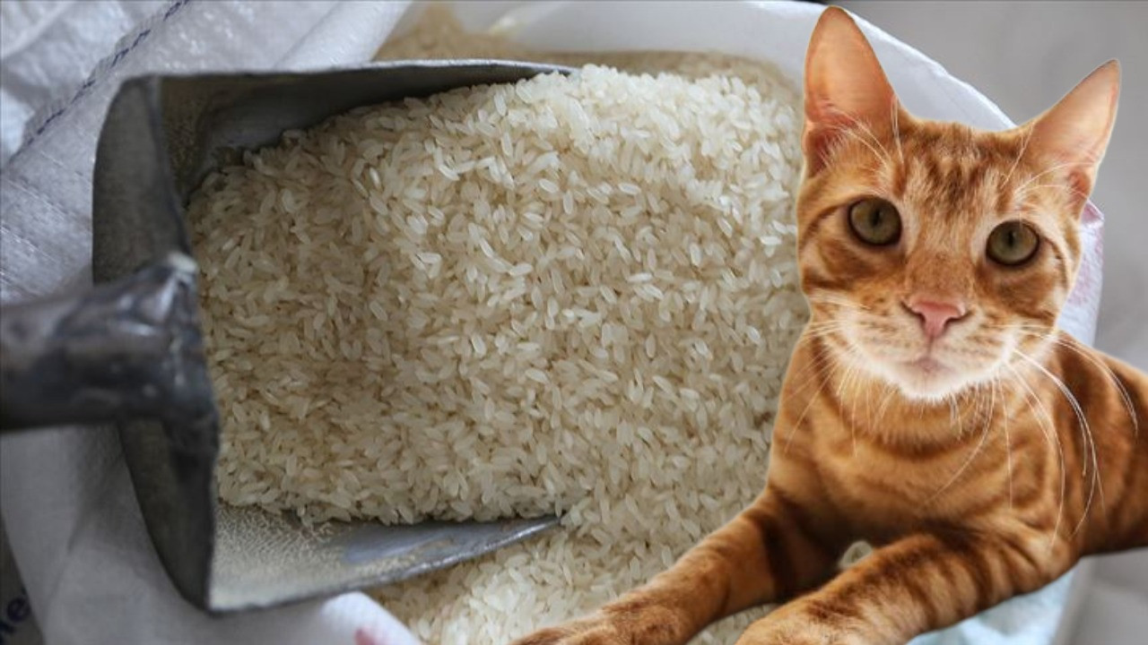 Pirinçte kedi dışkısı görüldü: Markete ceza yağdı