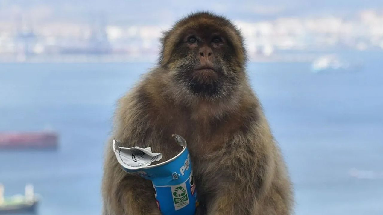 Turistlerin yiyecekleri maymunları değiştirdi: Toprak yiyorlar