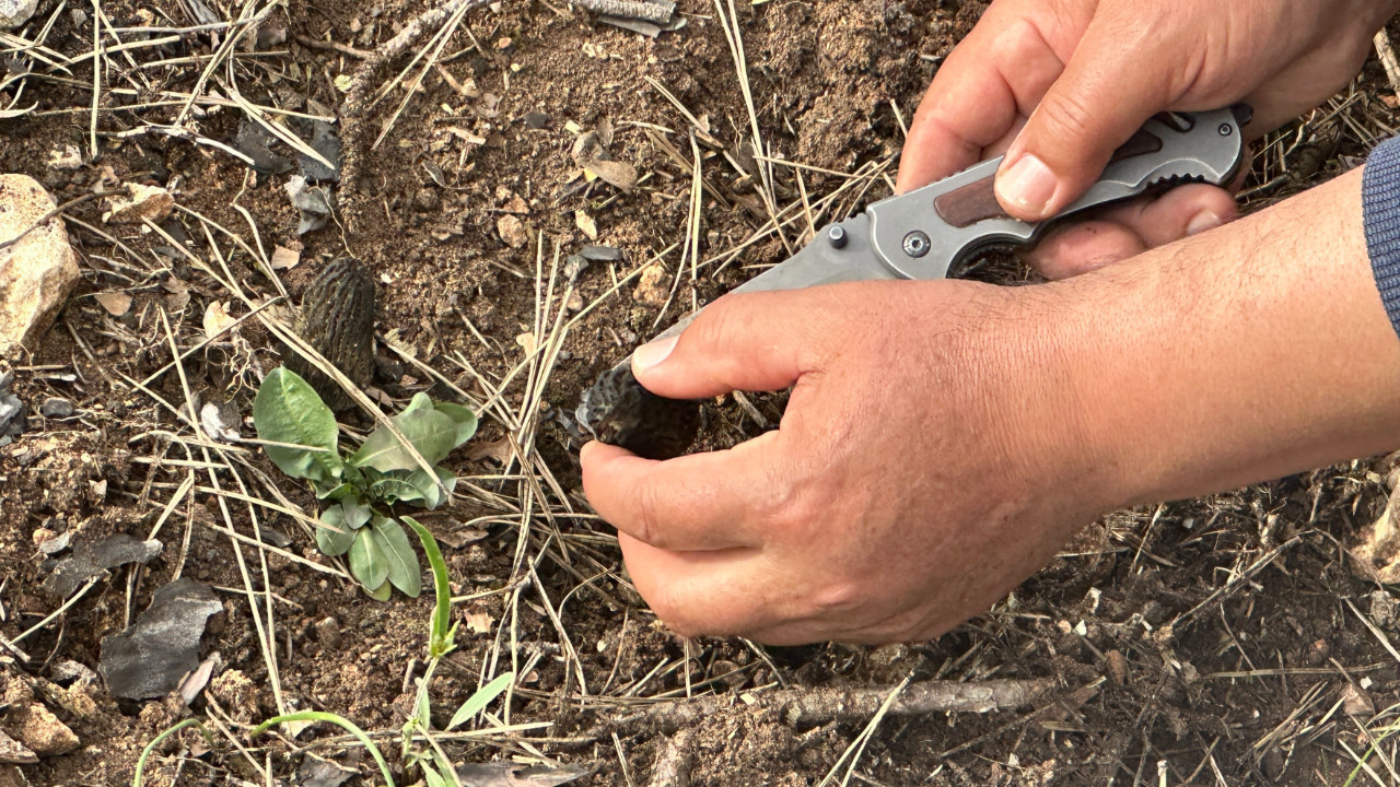 Yanan ormanlık alan geçim kaynağı oldu: Kilosu 7 bin liraya satıyorlar