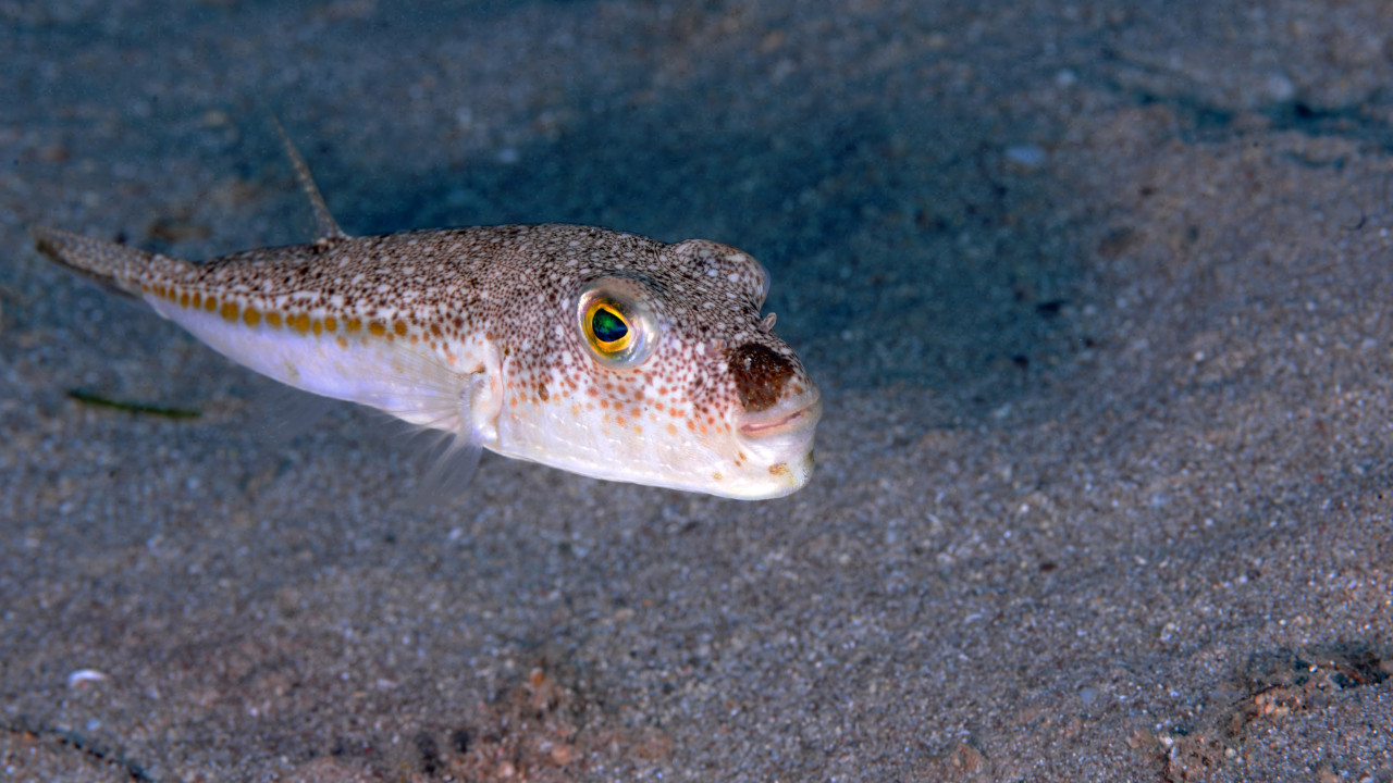 Zehriyle öldürüyor, çenesiyle parçalıyor: Binlercesi yakalandı