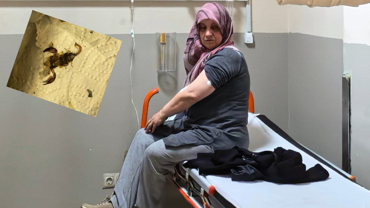 Akrebin soktuğu kadın hastanelik oldu