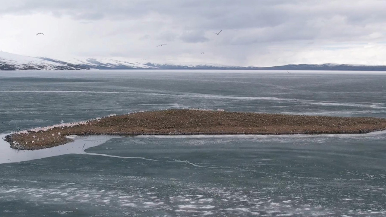 Doğu’nun saklı cenneti doldu taştı: Çıldır Gölü kuşlara kaldı