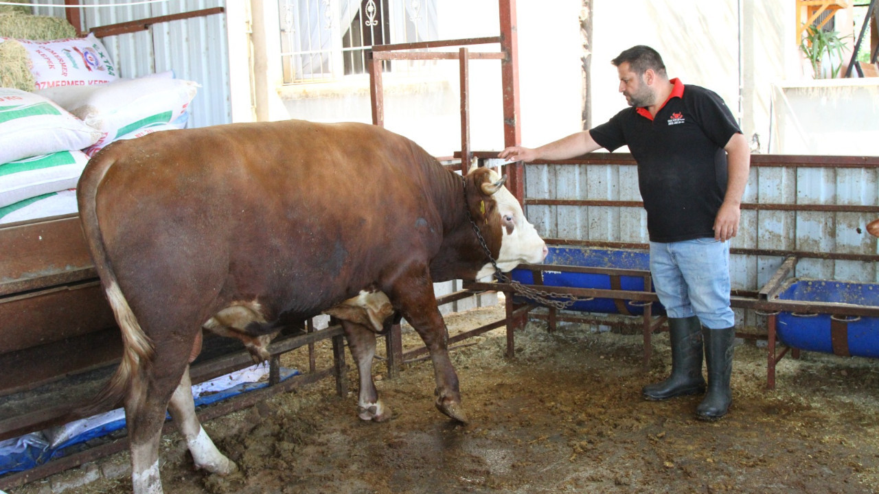 1 ton 130 kiloluk kurbanlık dana 450 bin liradan satışa çıkarıldı