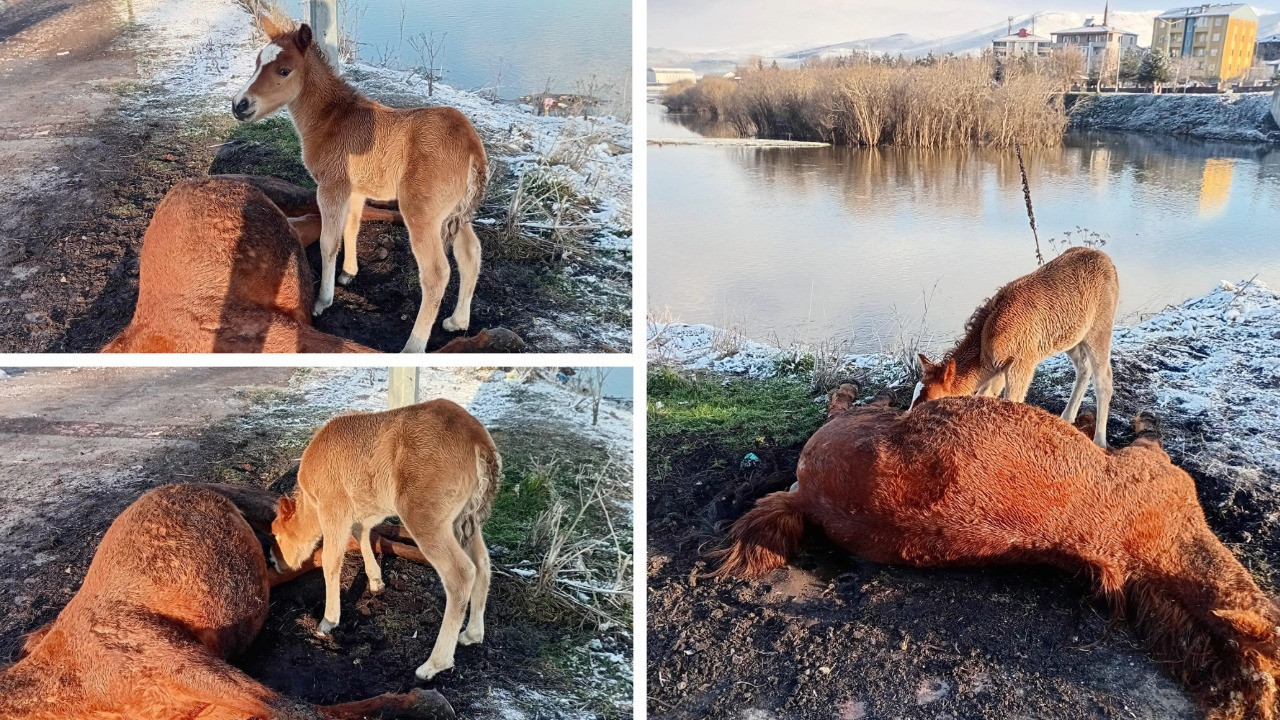 Yürek burkan görüntü: Tay, ölen annesinin başından ayrılmadı