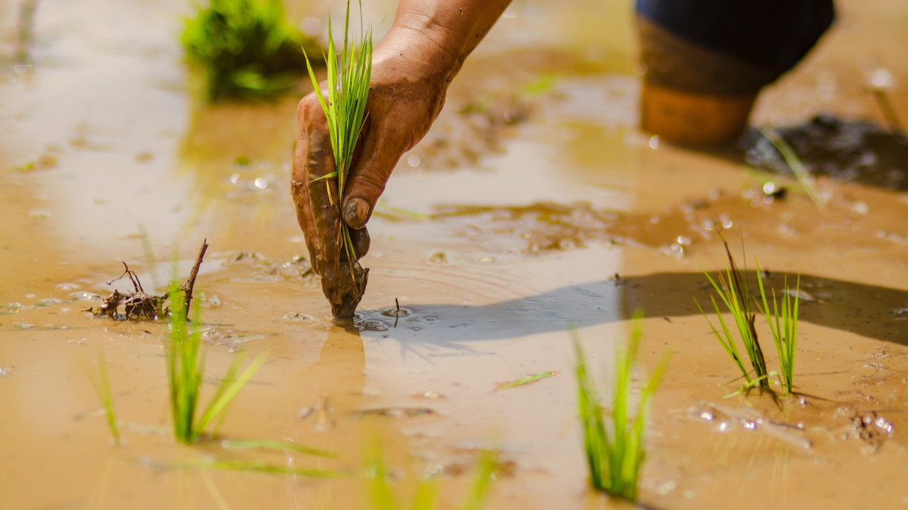Bilimsel araştırma: Yağmur sesi duyan bitki daha hızlı büyüyor