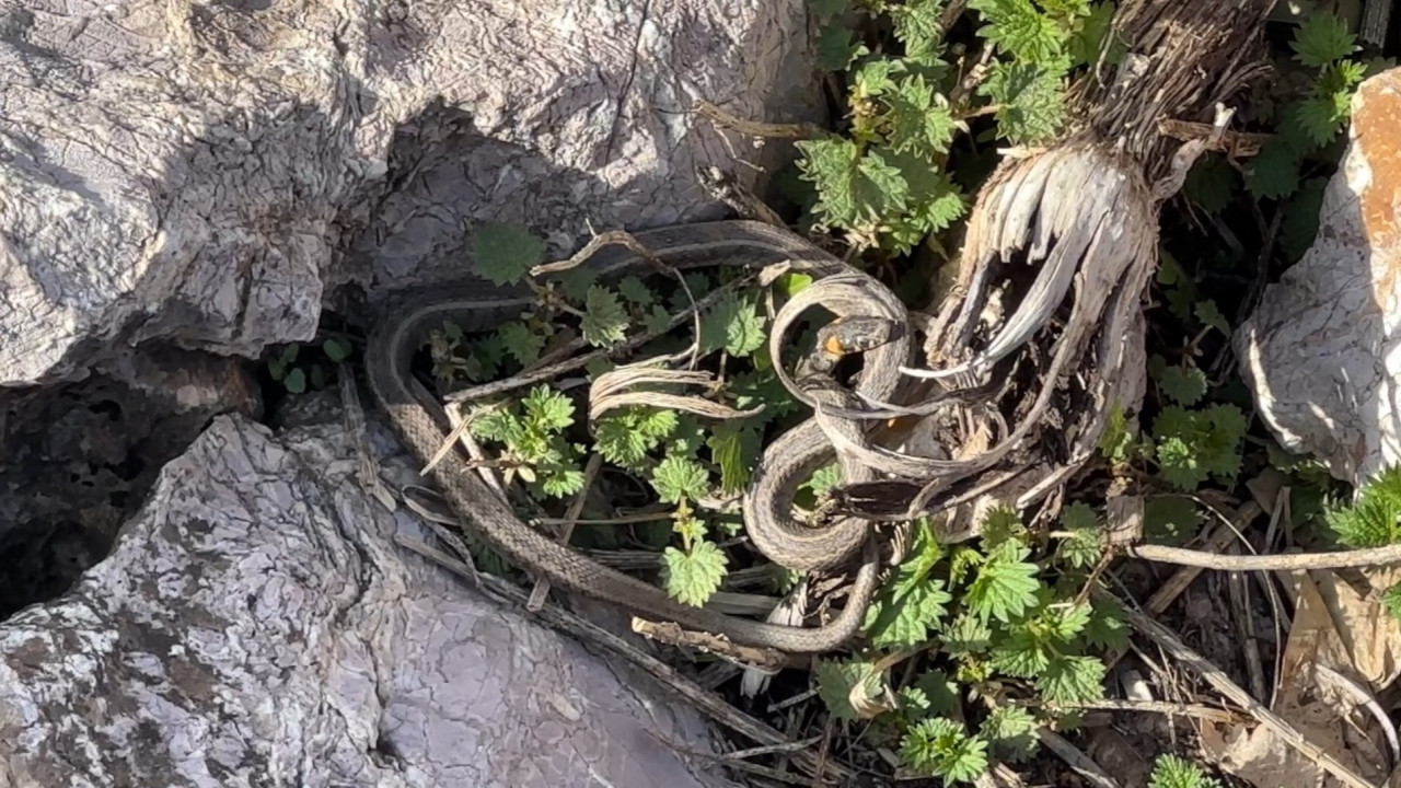 Burası Brezilya’nın ‘Yılan Adası’ değil Yüksekova