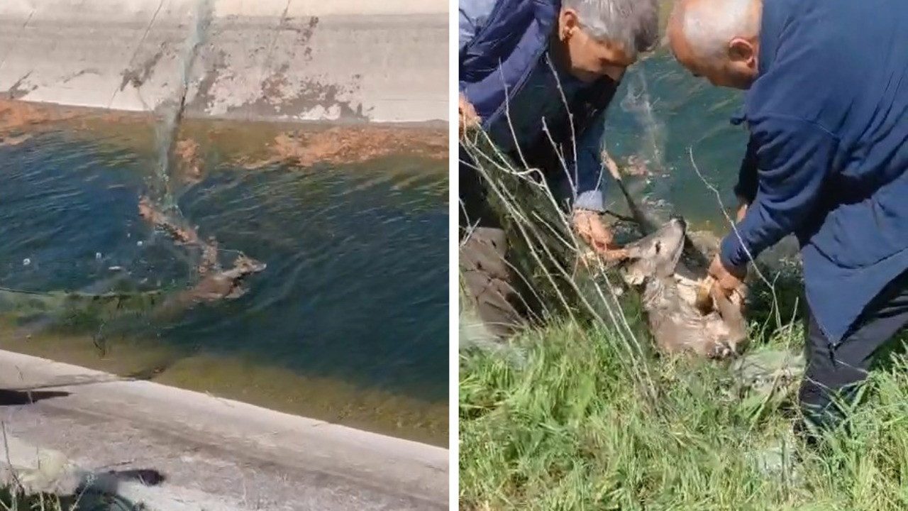 Çaresiz karacayı vatandaşlar kurtardı