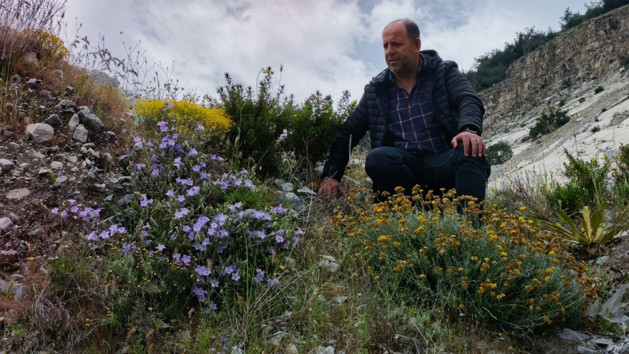 Dünyada sadece Söke’de yetişiyor: Yok olma tehlikesiyle karşı karşıya