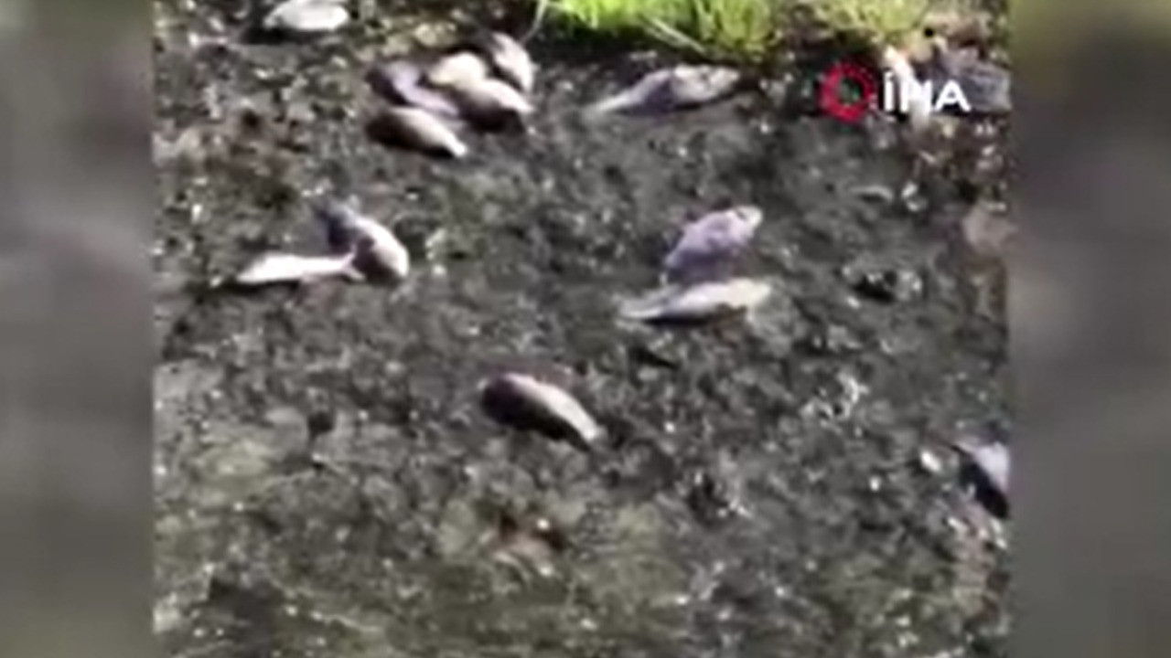 Toplu balık ölümleri korkuttu