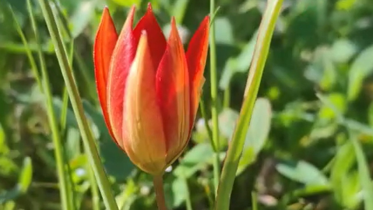 10 gün yaşıyor, koparan araba parası ödüyor