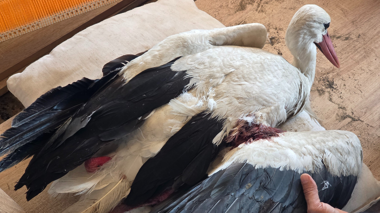 Göç yolunda katliam: Onlar Yaren kadar şanslı değil...