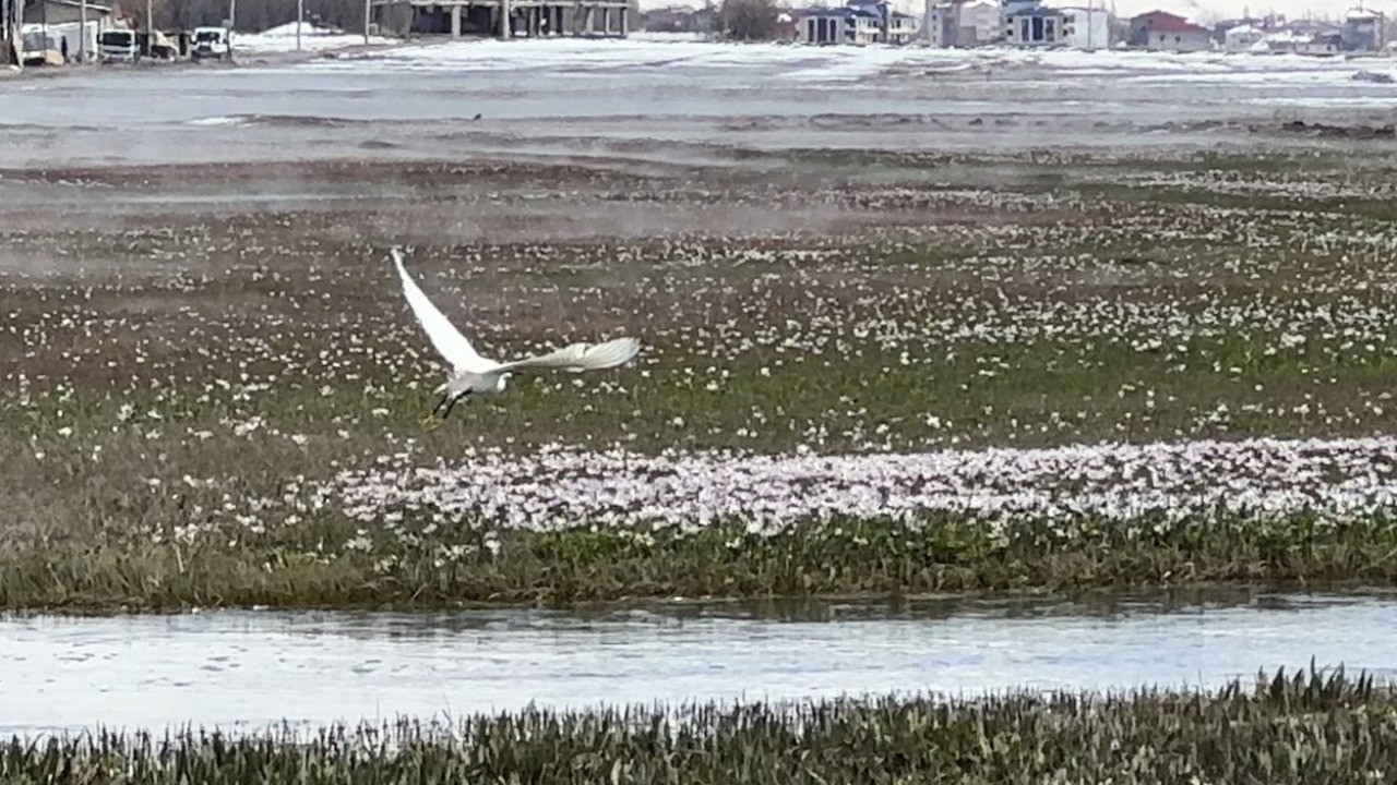 Küçük akbalıkçıllar avlanırken görüntülendi