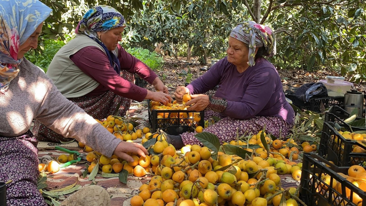 “Sarı altın” hasadı başladı: Fiyatlar 100 liraya kadar çıkıyor